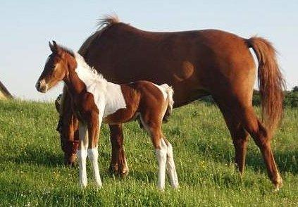Anden særlig race Pinocchio Star billede 20
