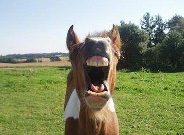 Anden særlig race Pinocchio Star billede 21