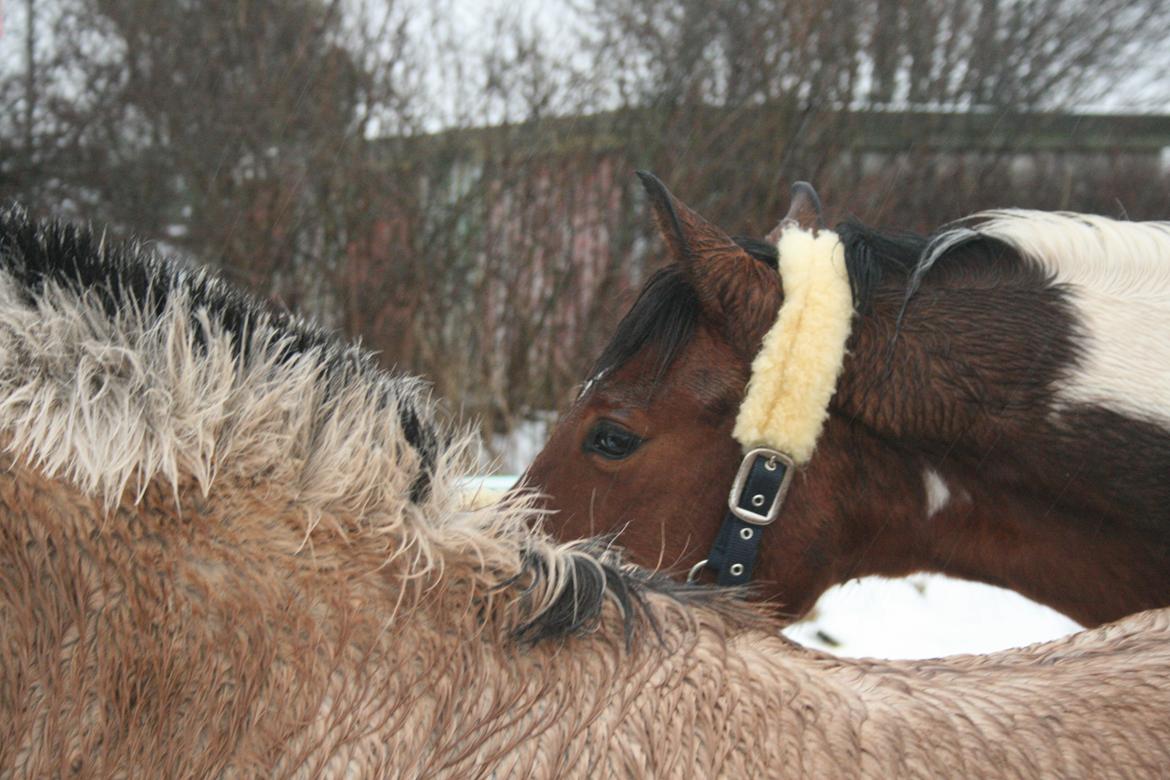 Anden særlig race Pinocchio Star billede 22
