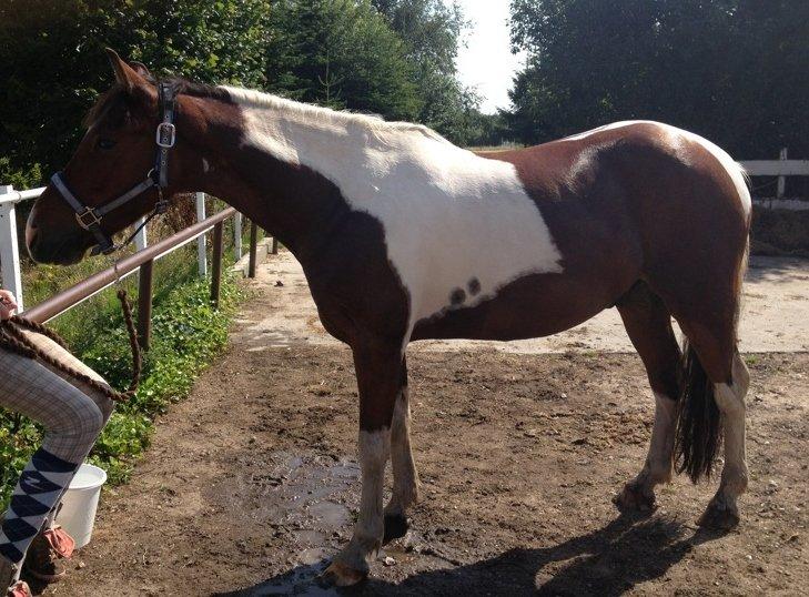 Anden særlig race Pinocchio Star billede 25