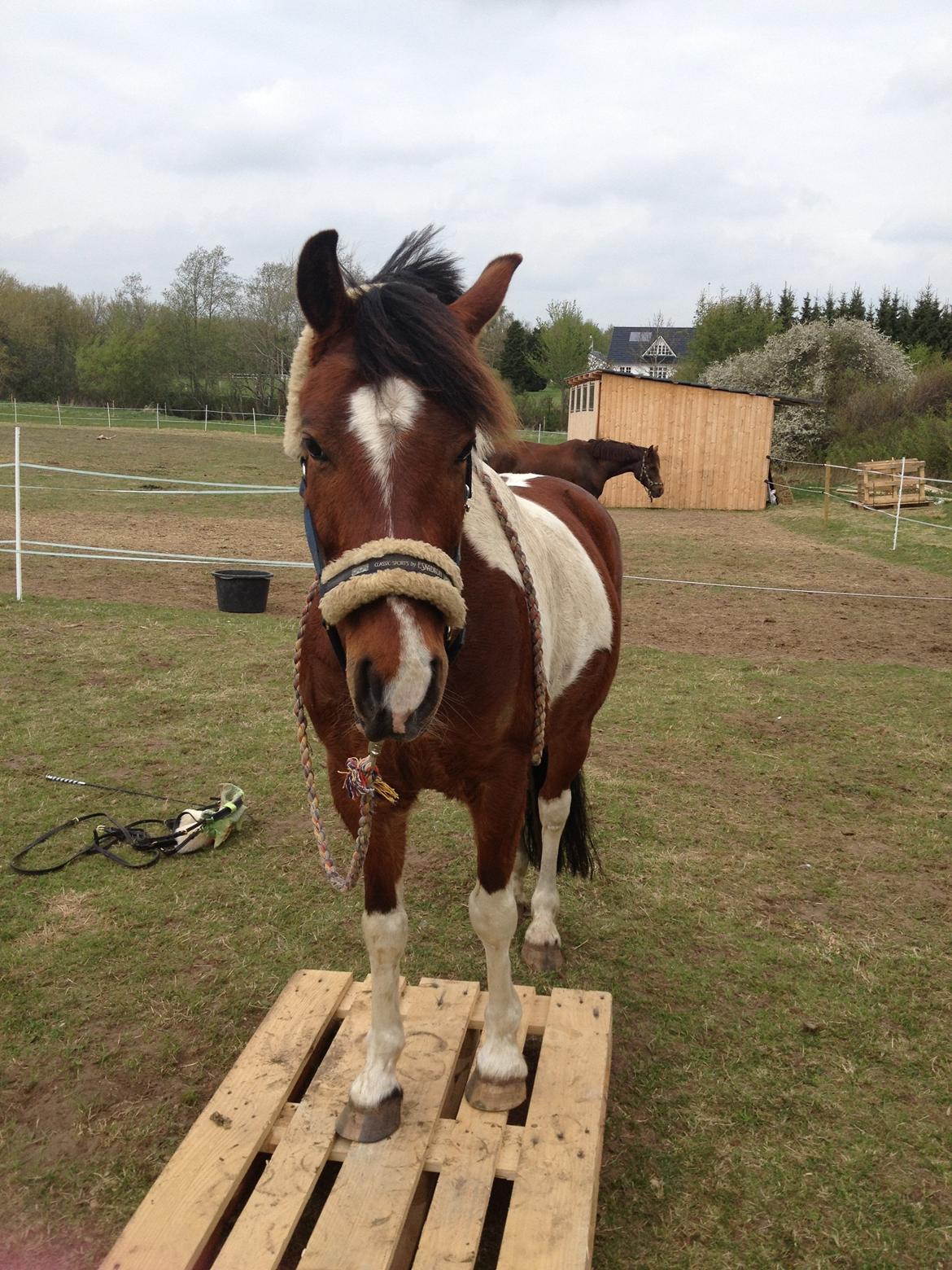 Anden særlig race Pinocchio Star billede 27