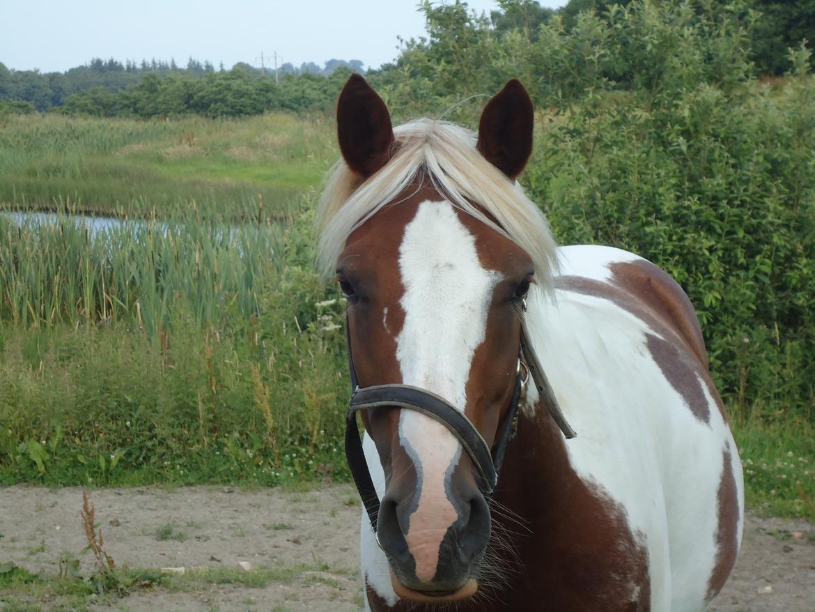 Pinto Araber Diablo (Den plettede!) billede 15