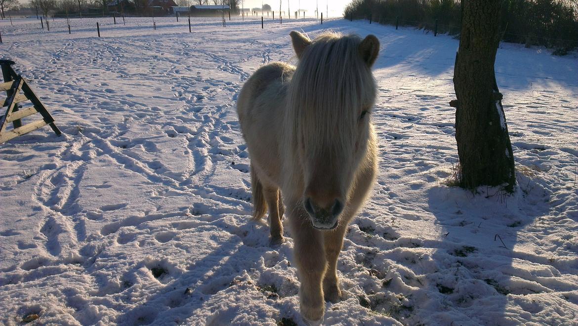 Islænder Ljosi fra Tøndborg billede 1