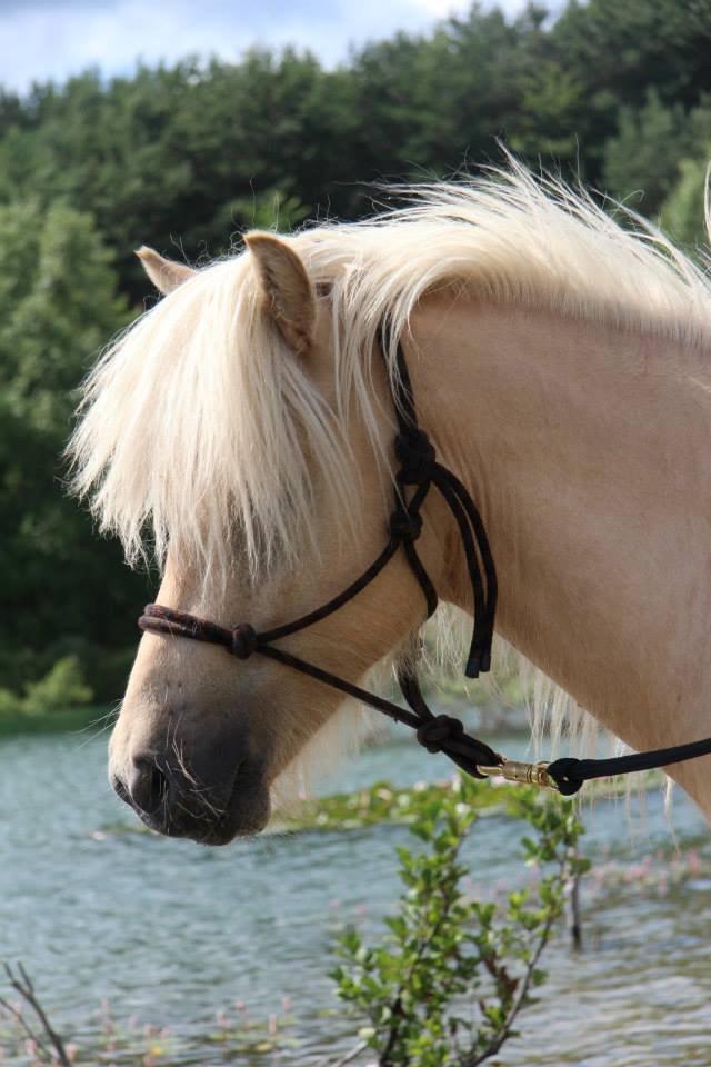 Islænder Ljosi fra Tøndborg billede 4