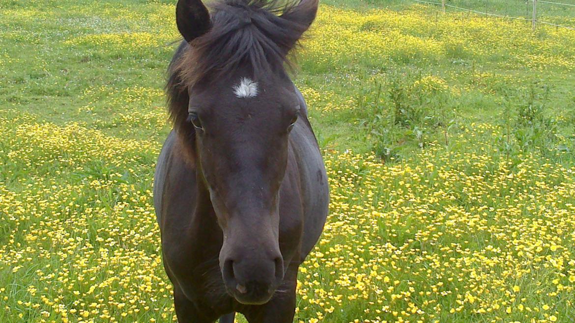 Anden særlig race Kraghøj's Yankie <3 - Velkommen til Yankie's profil (:  billede 1