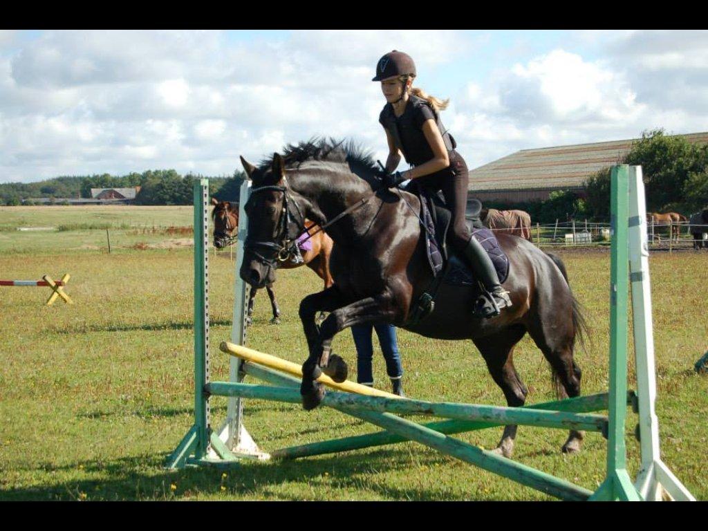 Oldenborg Skovbæks Dancing Queen - Første oxer!<3 billede 4