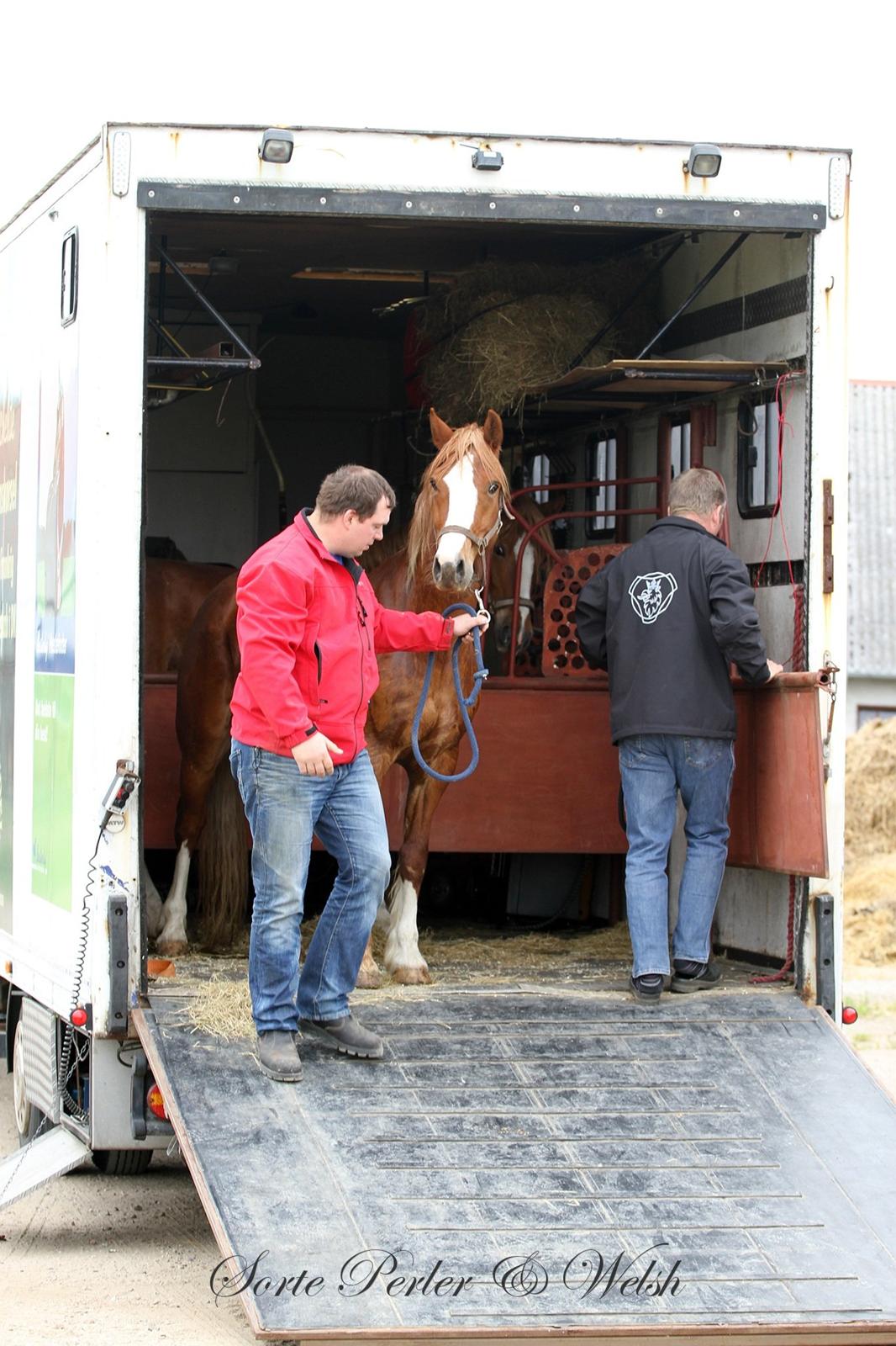 Welsh Cob (sec D) Lesto Faustino billede 1