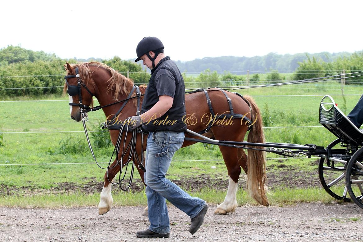 Welsh Cob (sec D) Lesto Faustino billede 6