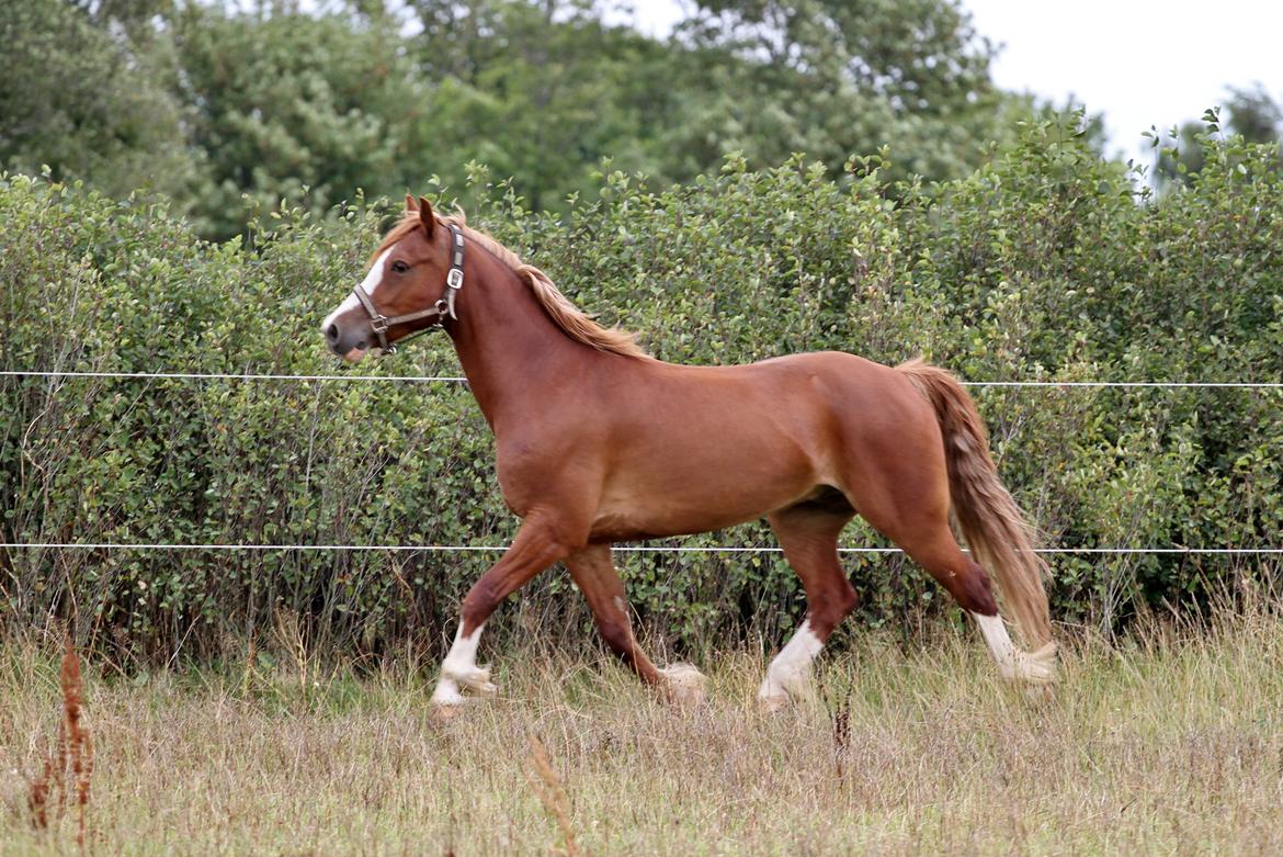 Welsh Cob (sec D) Lesto Faustino billede 13