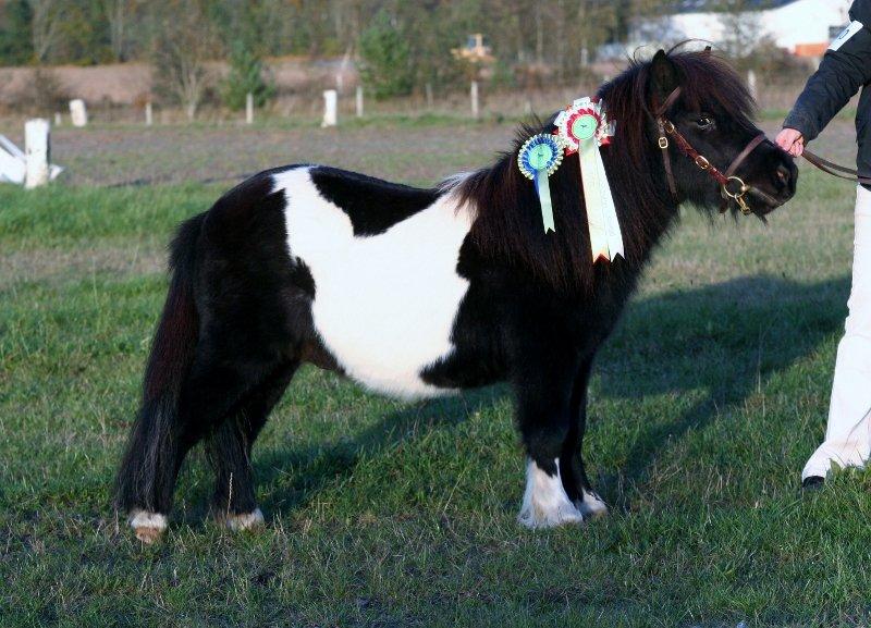 Shetlænder Vadehavets Figero *solgt* - Velkommen til Figero's profil ¤ Oktobershowet 2012 - Juniorchampion billede 1