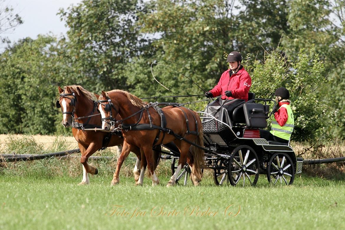 Welsh Cob (sec D) Lesto Faustino billede 16