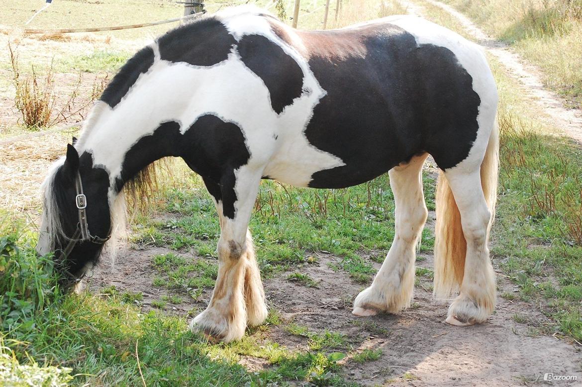 Irish Cob Basse billede 2
