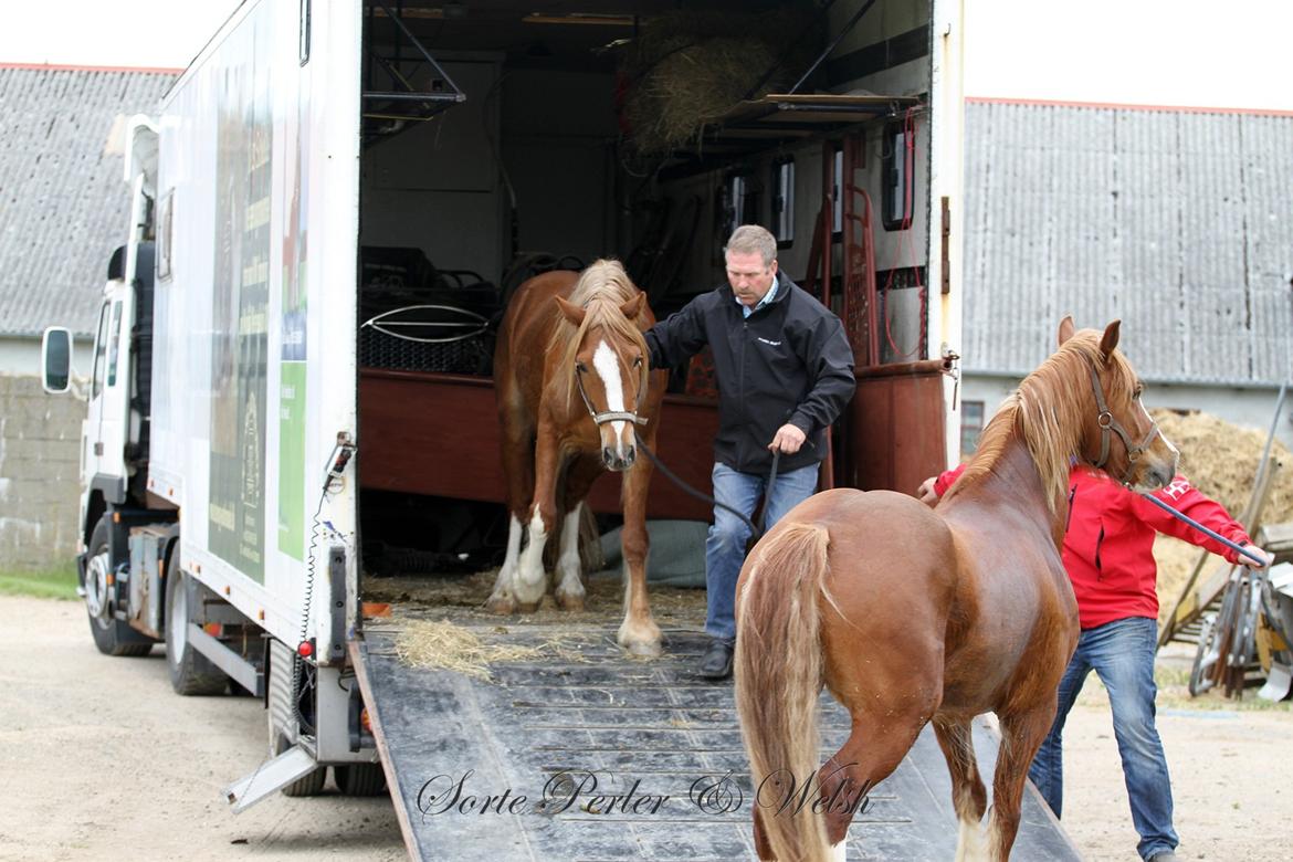 Welsh Cob (sec D) Lesto Da Luca billede 1