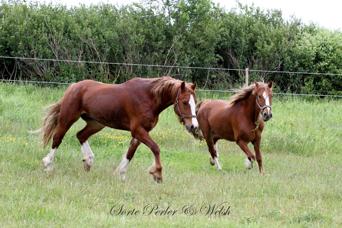 Welsh Cob (sec D) Lesto Da Luca billede 2