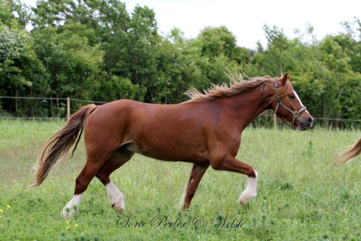 Welsh Cob (sec D) Lesto Da Luca billede 3
