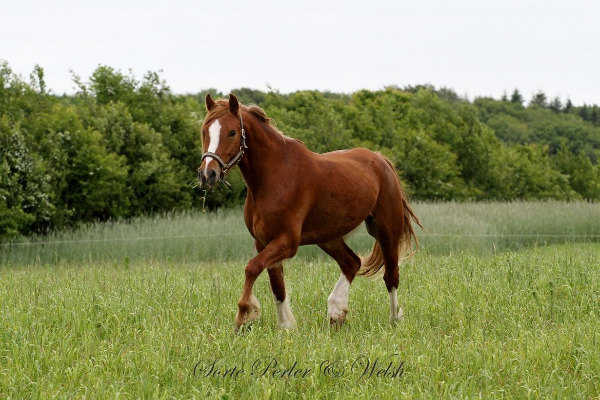 Welsh Cob (sec D) Lesto Da Luca billede 4