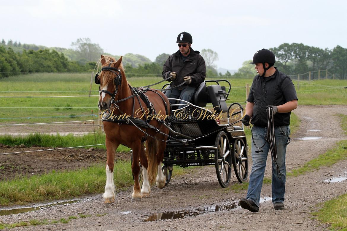 Welsh Cob (sec D) Lesto Da Luca billede 5