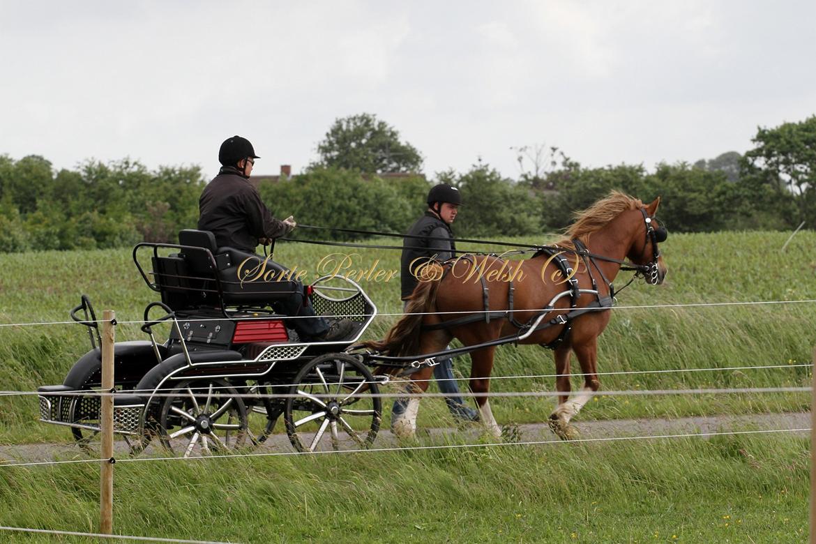 Welsh Cob (sec D) Lesto Da Luca billede 6