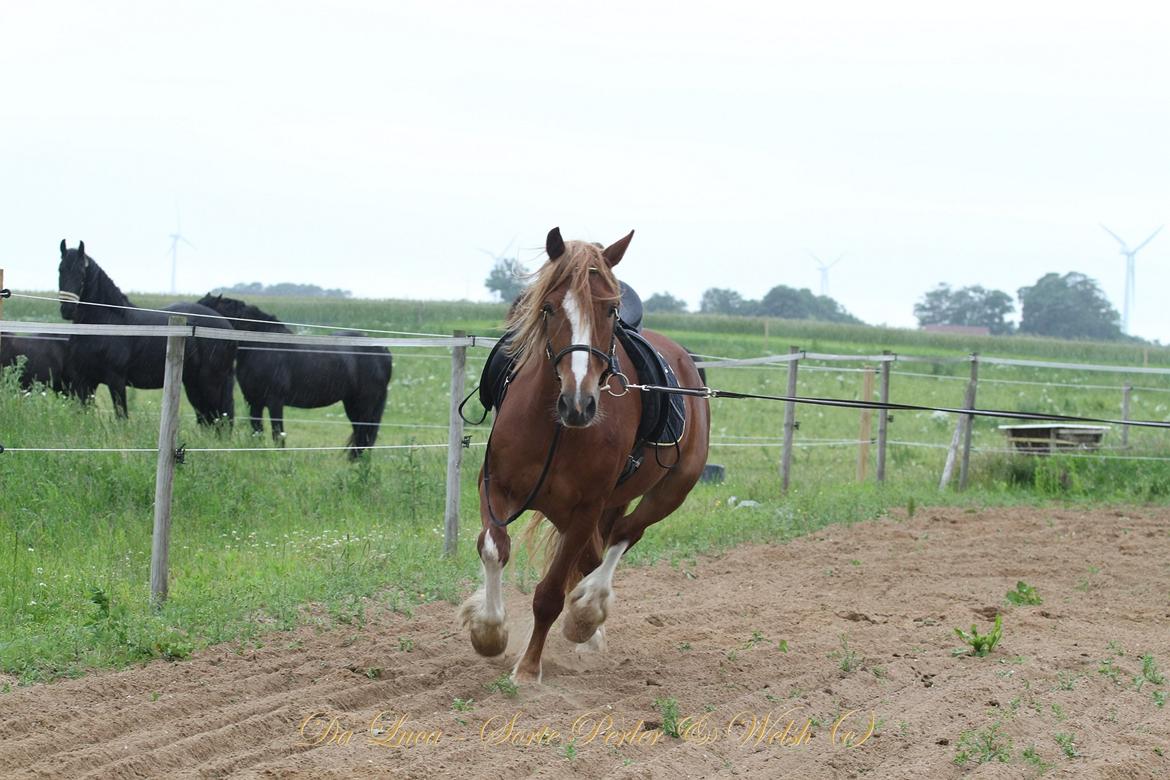 Welsh Cob (sec D) Lesto Da Luca billede 7