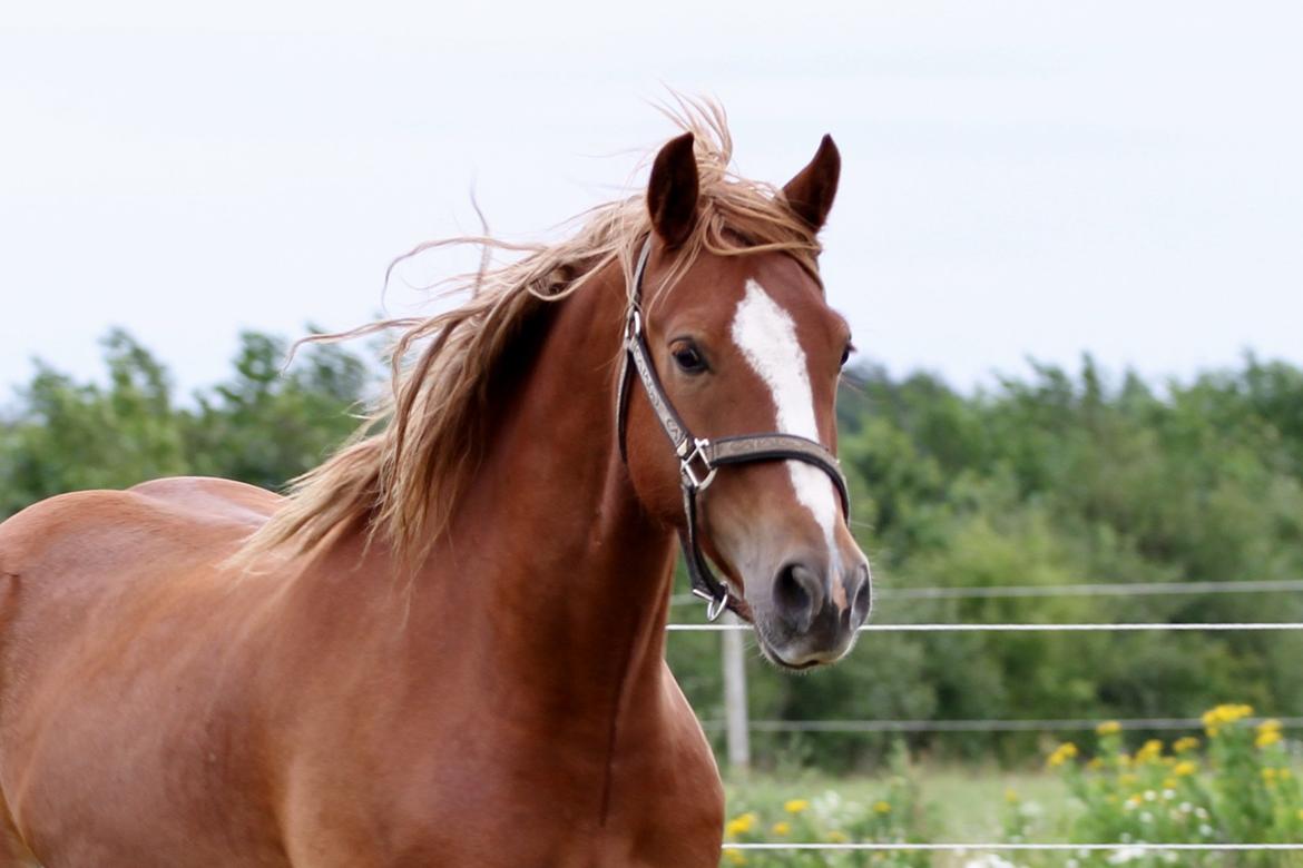 Welsh Cob (sec D) Lesto Da Luca billede 9