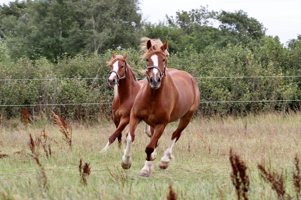 Welsh Cob (sec D) Lesto Da Luca billede 10