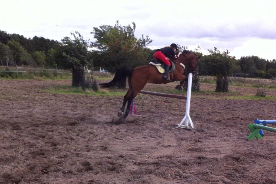 Dansk Varmblod Electric | Egon | billede 4