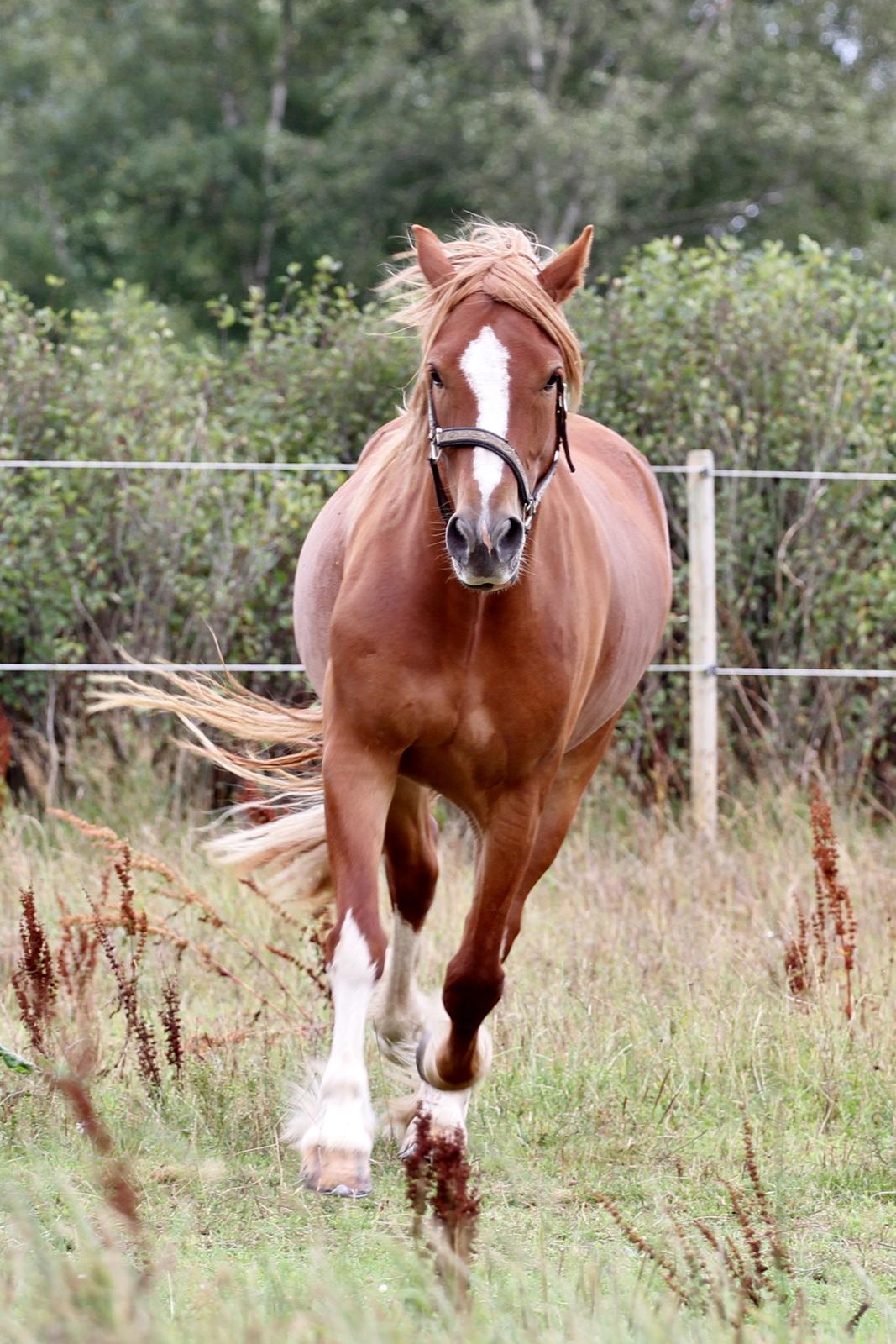 Welsh Cob (sec D) Lesto Da Luca billede 11