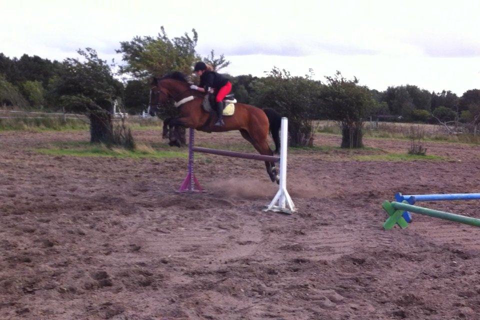 Dansk Varmblod Electric | Egon | billede 18