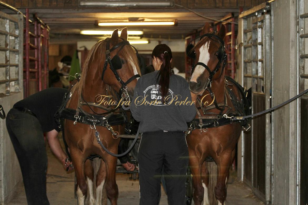 Welsh Cob (sec D) Lesto Da Luca billede 12