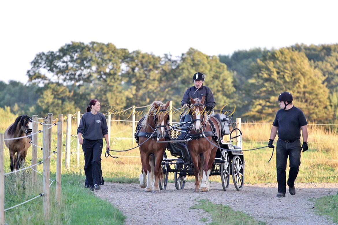 Welsh Cob (sec D) Lesto Da Luca billede 13