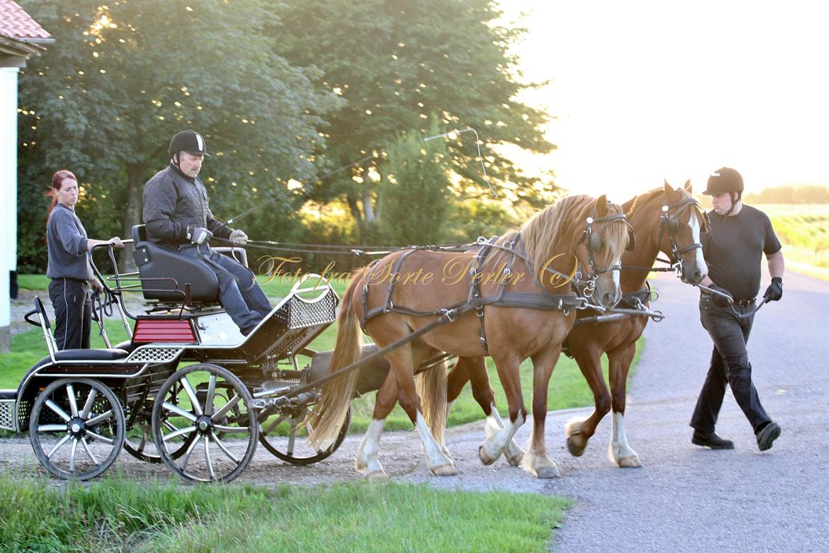 Welsh Cob (sec D) Lesto Da Luca billede 14