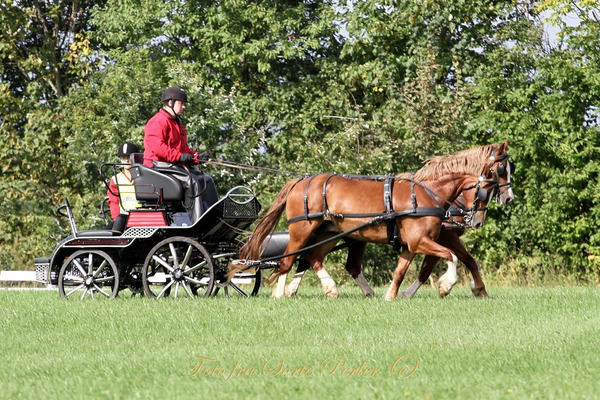 Welsh Cob (sec D) Lesto Da Luca billede 15