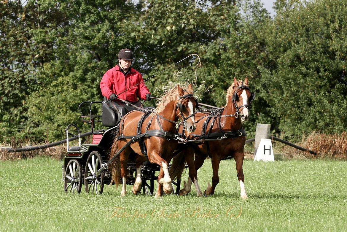 Welsh Cob (sec D) Lesto Da Luca billede 16