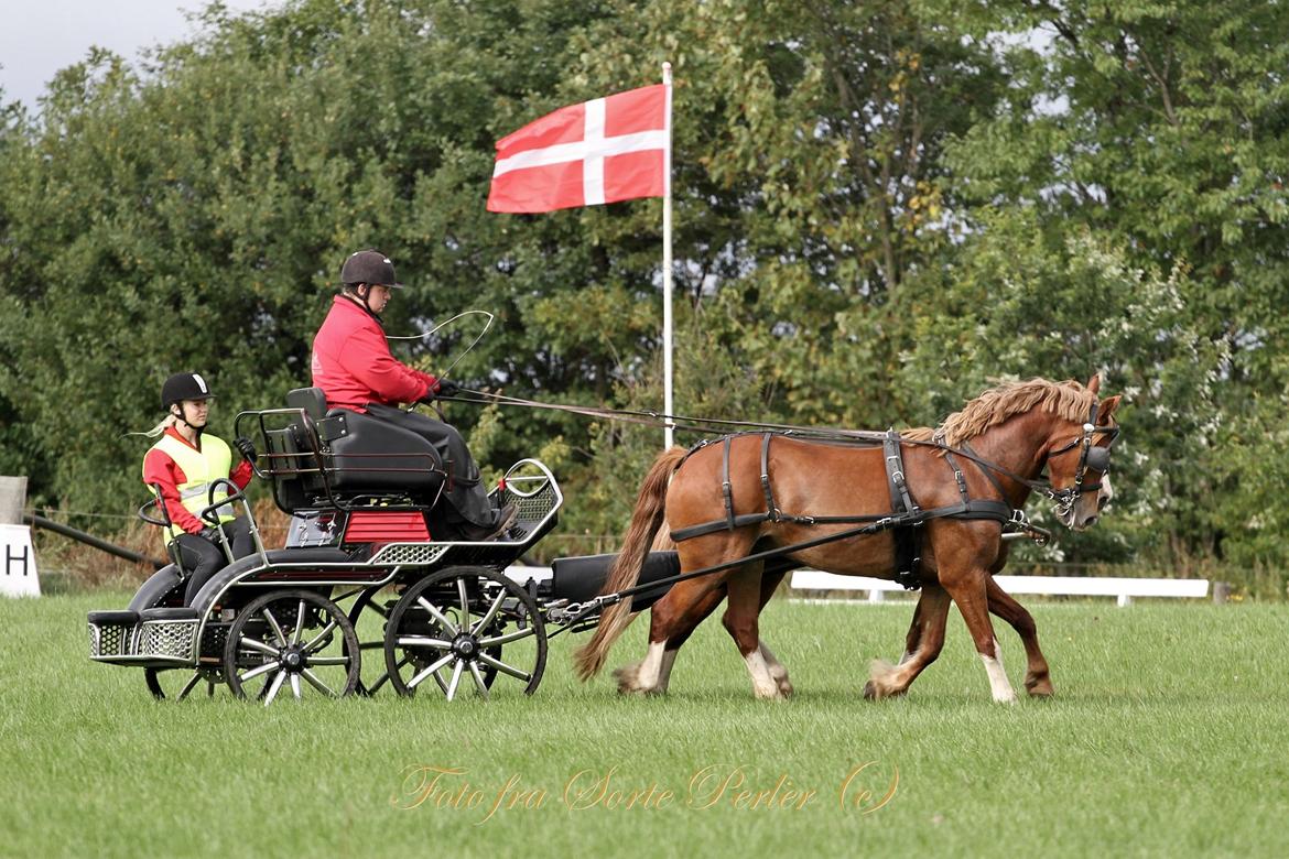 Welsh Cob (sec D) Lesto Da Luca billede 17