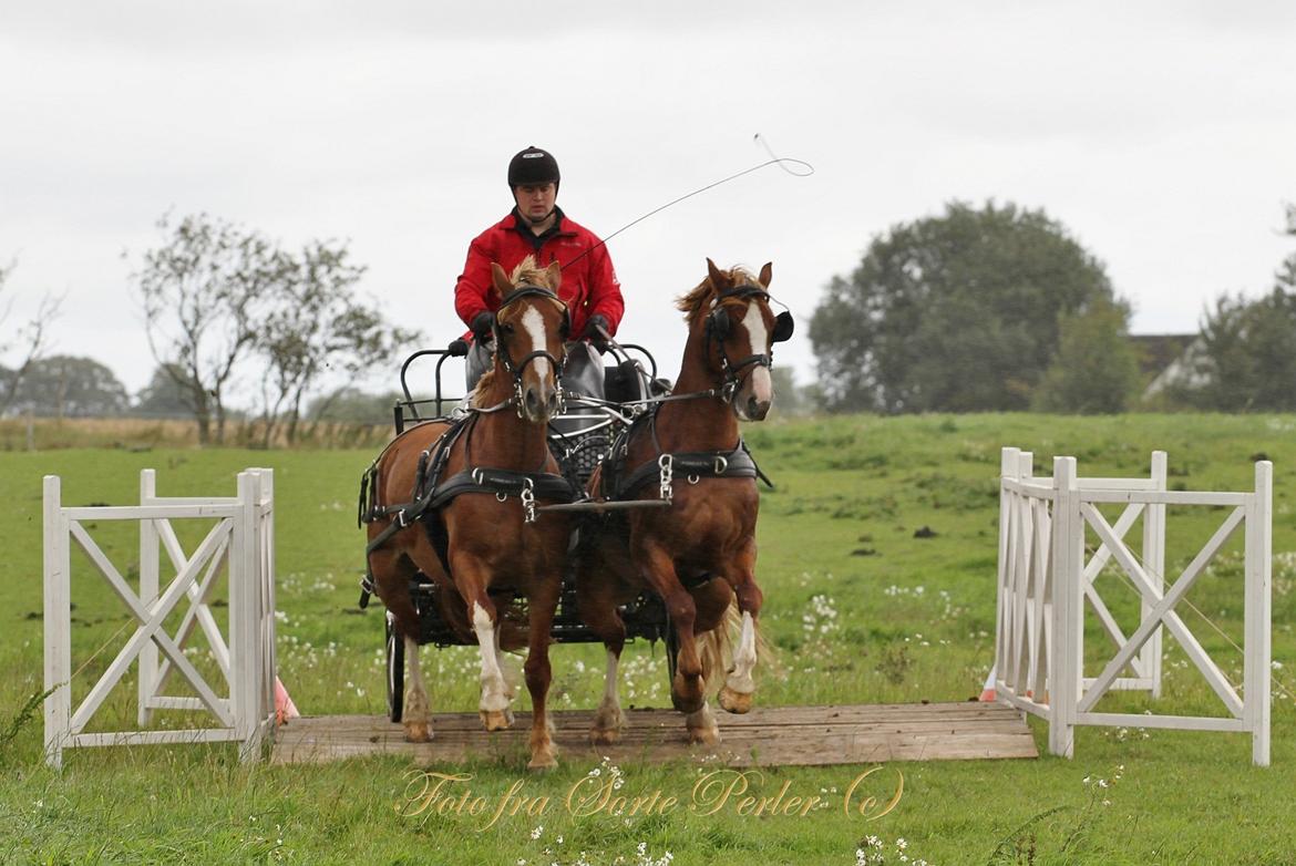 Welsh Cob (sec D) Lesto Da Luca billede 18