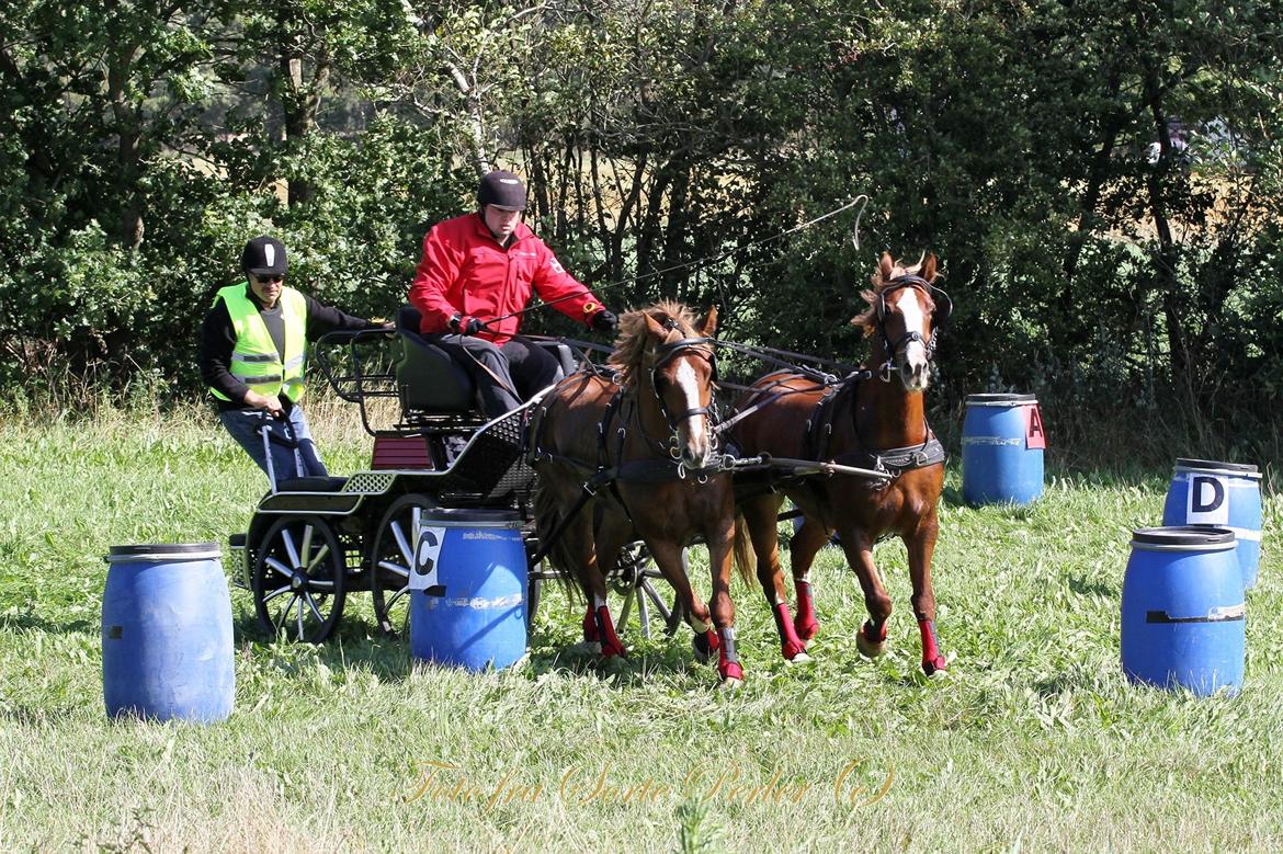 Welsh Cob (sec D) Lesto Da Luca billede 19