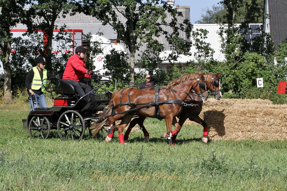 Welsh Cob (sec D) Lesto Da Luca billede 20