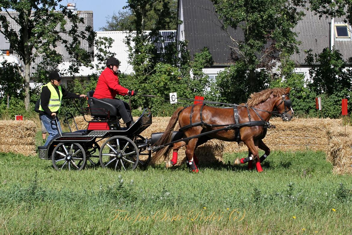 Welsh Cob (sec D) Lesto Da Luca billede 21