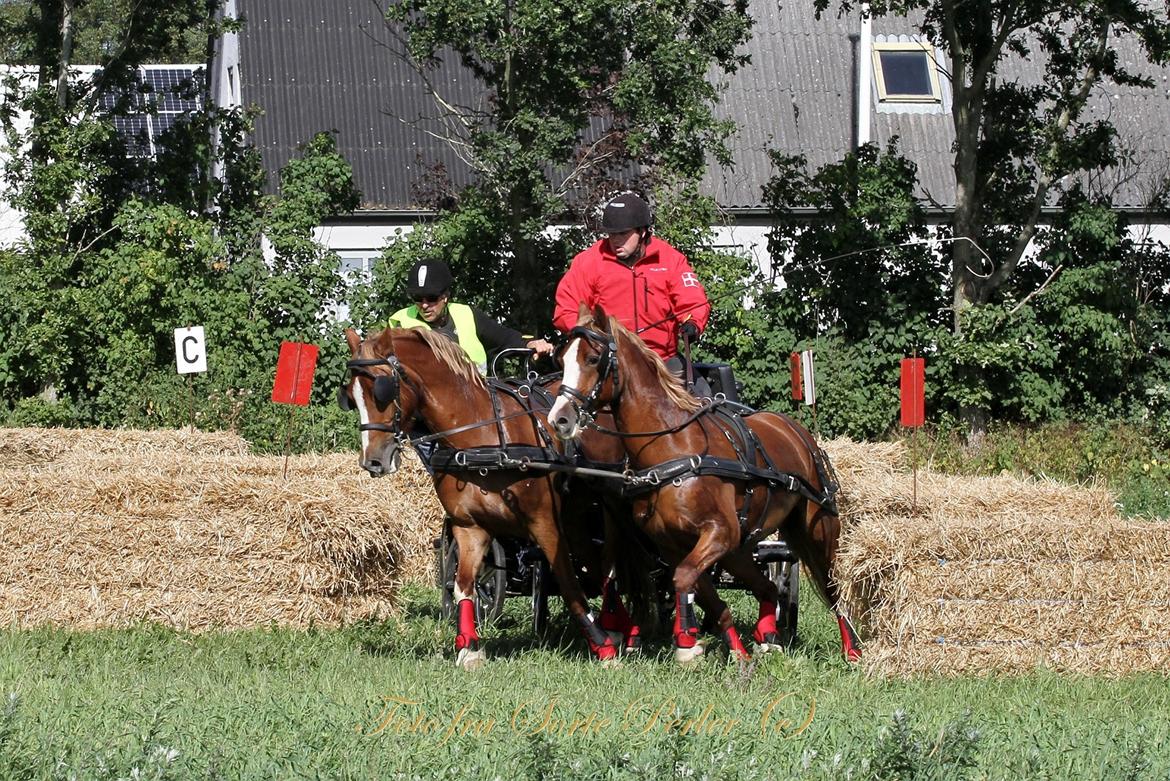 Welsh Cob (sec D) Lesto Da Luca billede 22