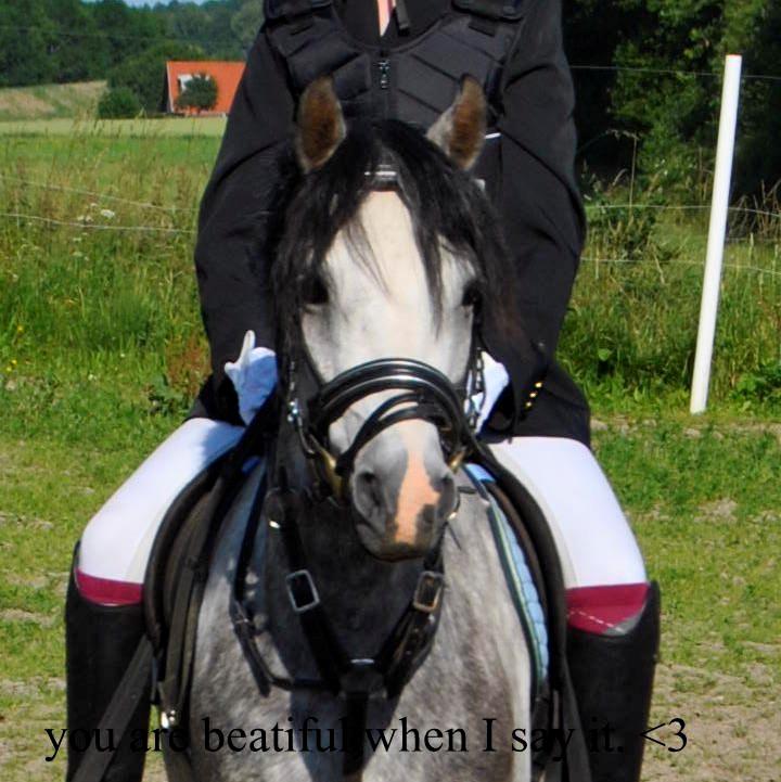 Welsh Pony (sec B) Korreborg's Barolo (SOLGT) :'(<3 - you are beatiful when i say it <3 <3 <3 <3  billede 4