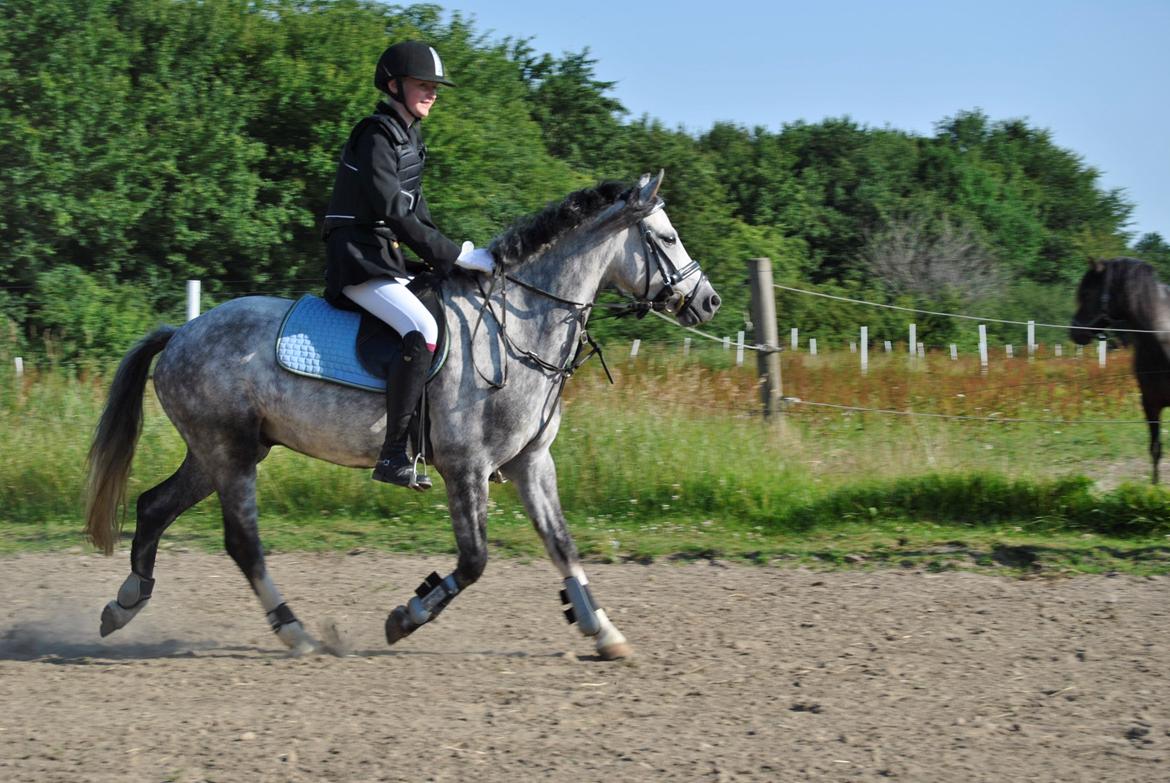 Welsh Pony (sec B) Korreborg's Barolo (SOLGT) :'(<3 billede 19