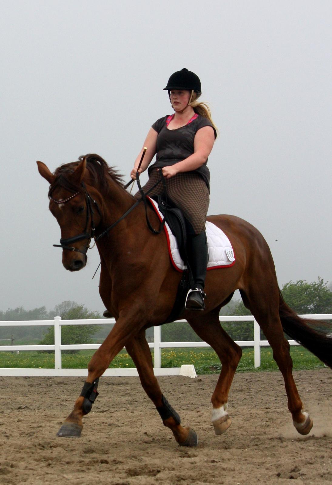 Hannoveraner Bredmose's bellami billede 19