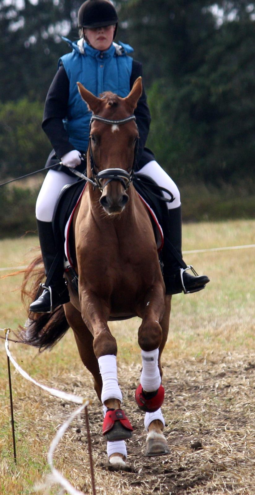 Hannoveraner Bredmose's bellami - lækker gallop<3 billede 2