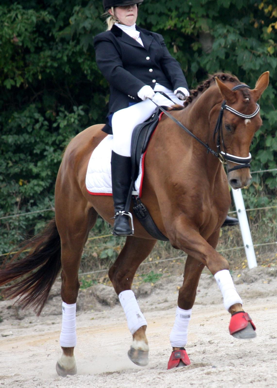 Hannoveraner Bredmose's bellami - Could't imagine a world without you<3 billede 1