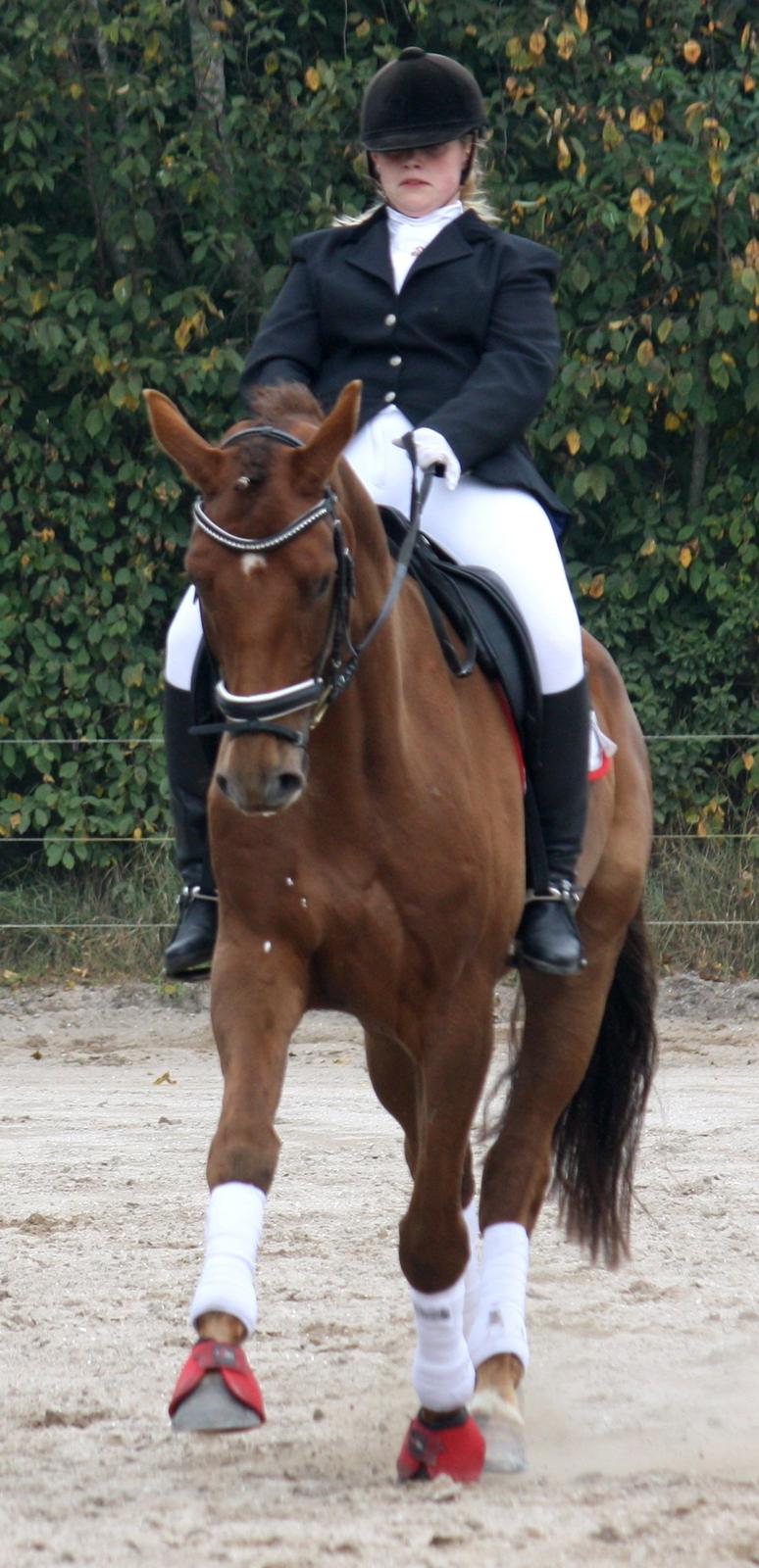 Hannoveraner Bredmose's bellami billede 20