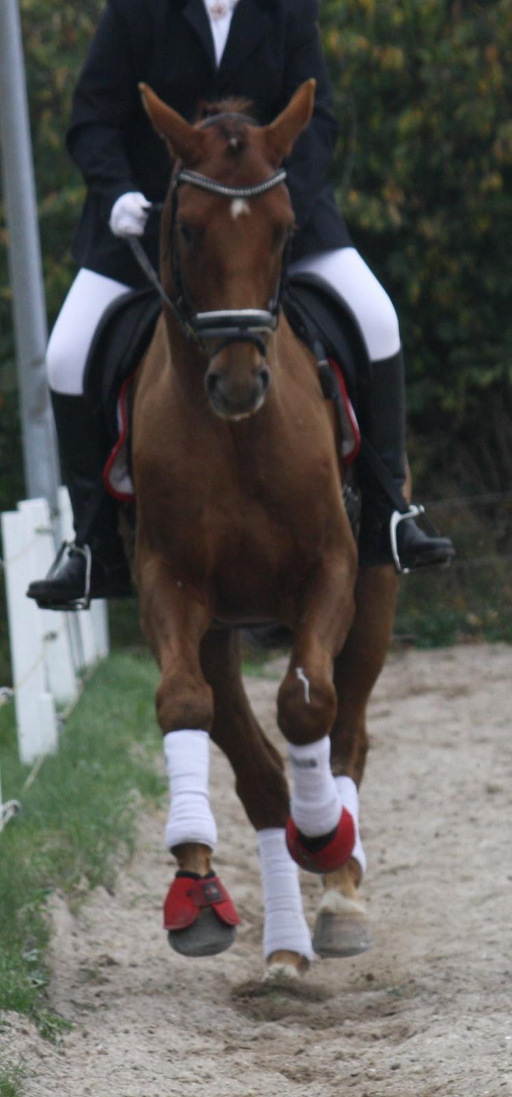 Hannoveraner Bredmose's bellami billede 13