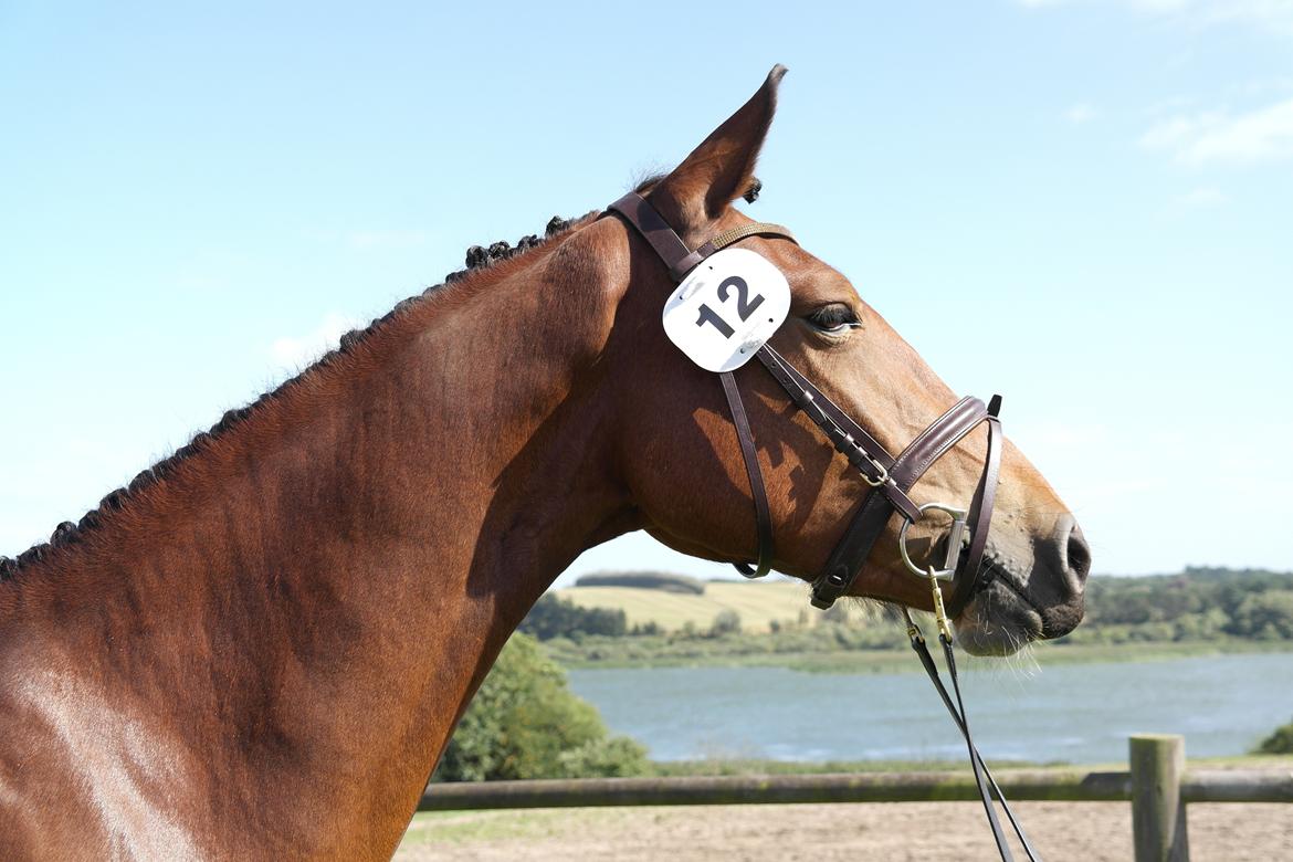 Frederiksborg Nytoftgaards Anastacia (Baby) - Baby til plagbedømmelse 31/8-13 billede 3