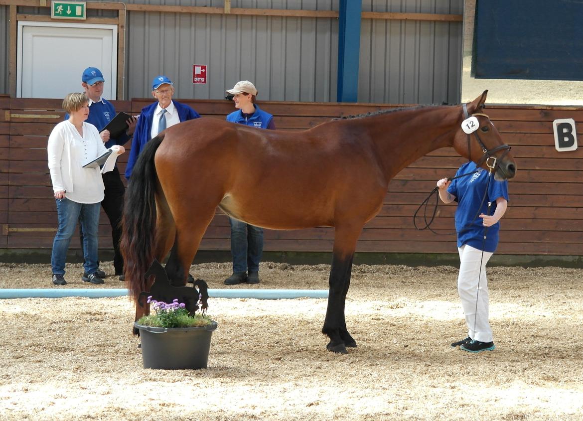 Frederiksborg Nytoftgaards Anastacia (Baby) - August 2013 billede 14