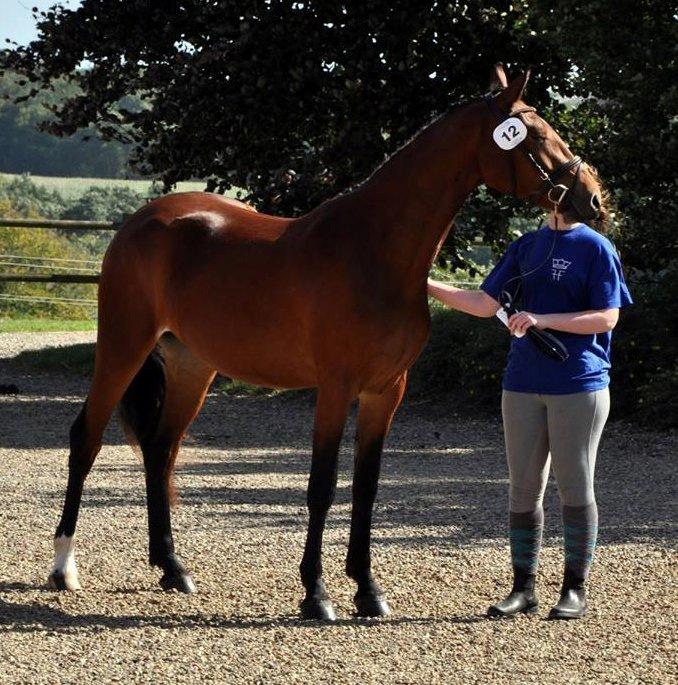 Frederiksborg Nytoftgaards Anastacia (Baby) billede 16