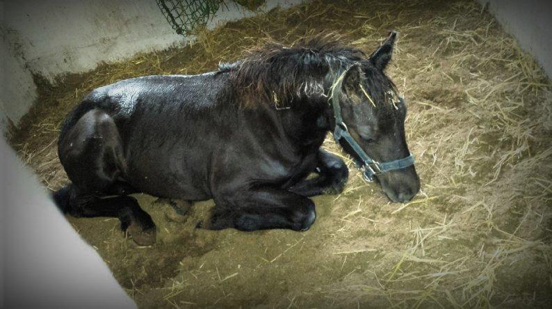 Frieser Uhrbrandsmindes Malik <3 billede 13